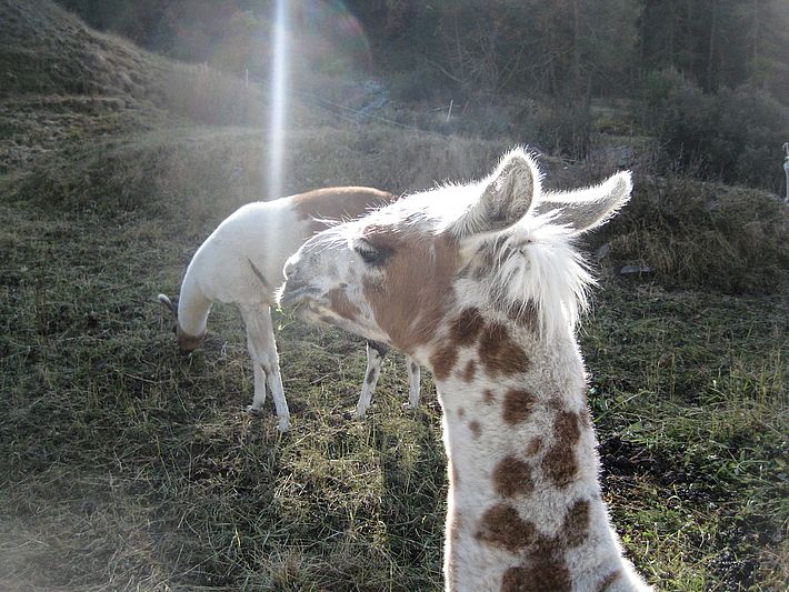 Lamas auf der Larstigalm