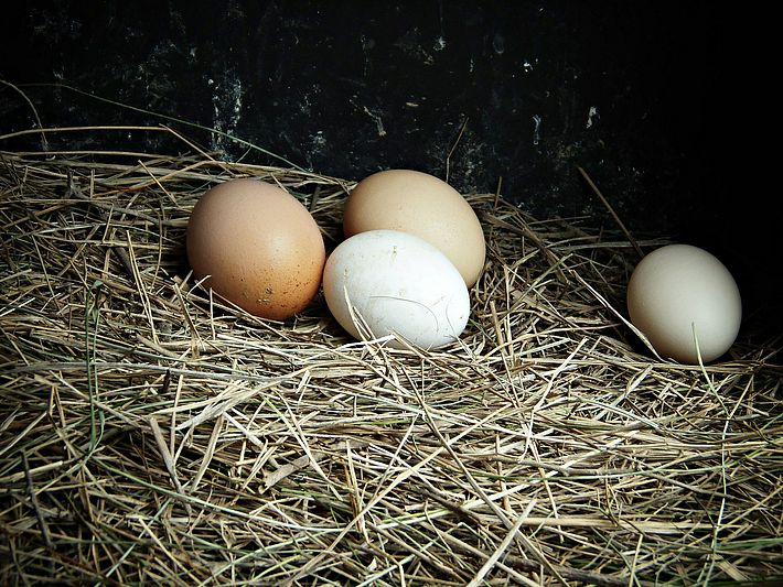 Eier von glücklichen Hühnern zum Frühstück